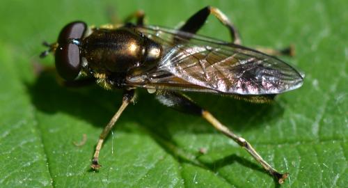 Xylota segnis